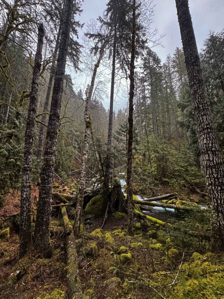 Moss-covered forest with fallen trees and a small creek flowing through a dense woodland in the Pacific Northwest.
