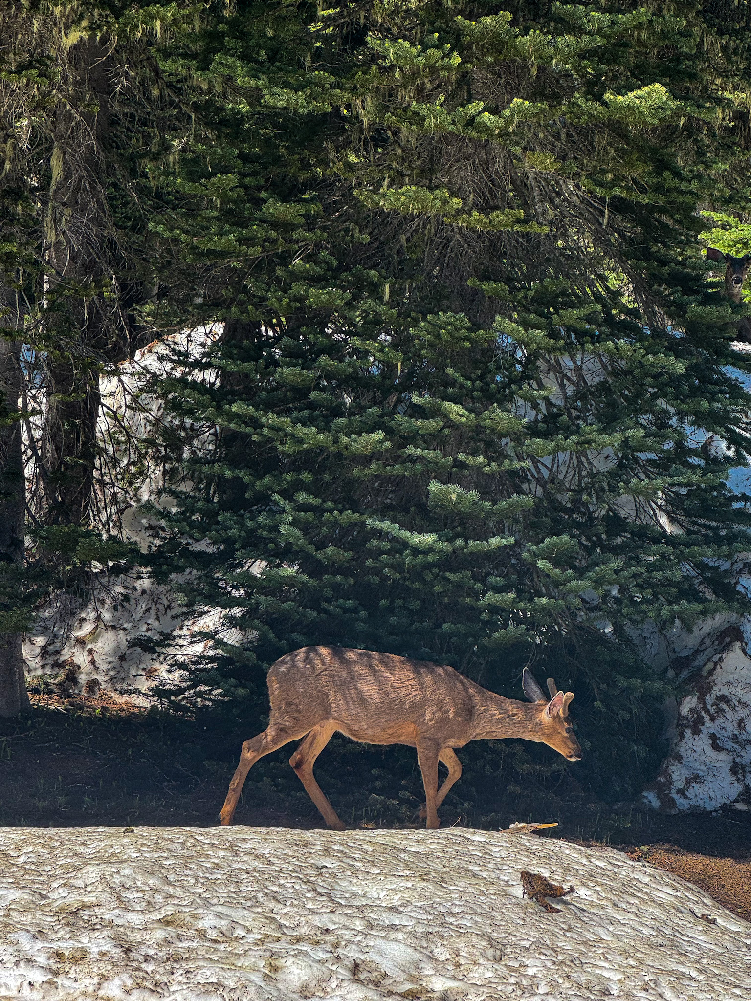 Young deer walking across melting snow near evergreen trees in Mount Rainier National Park.
