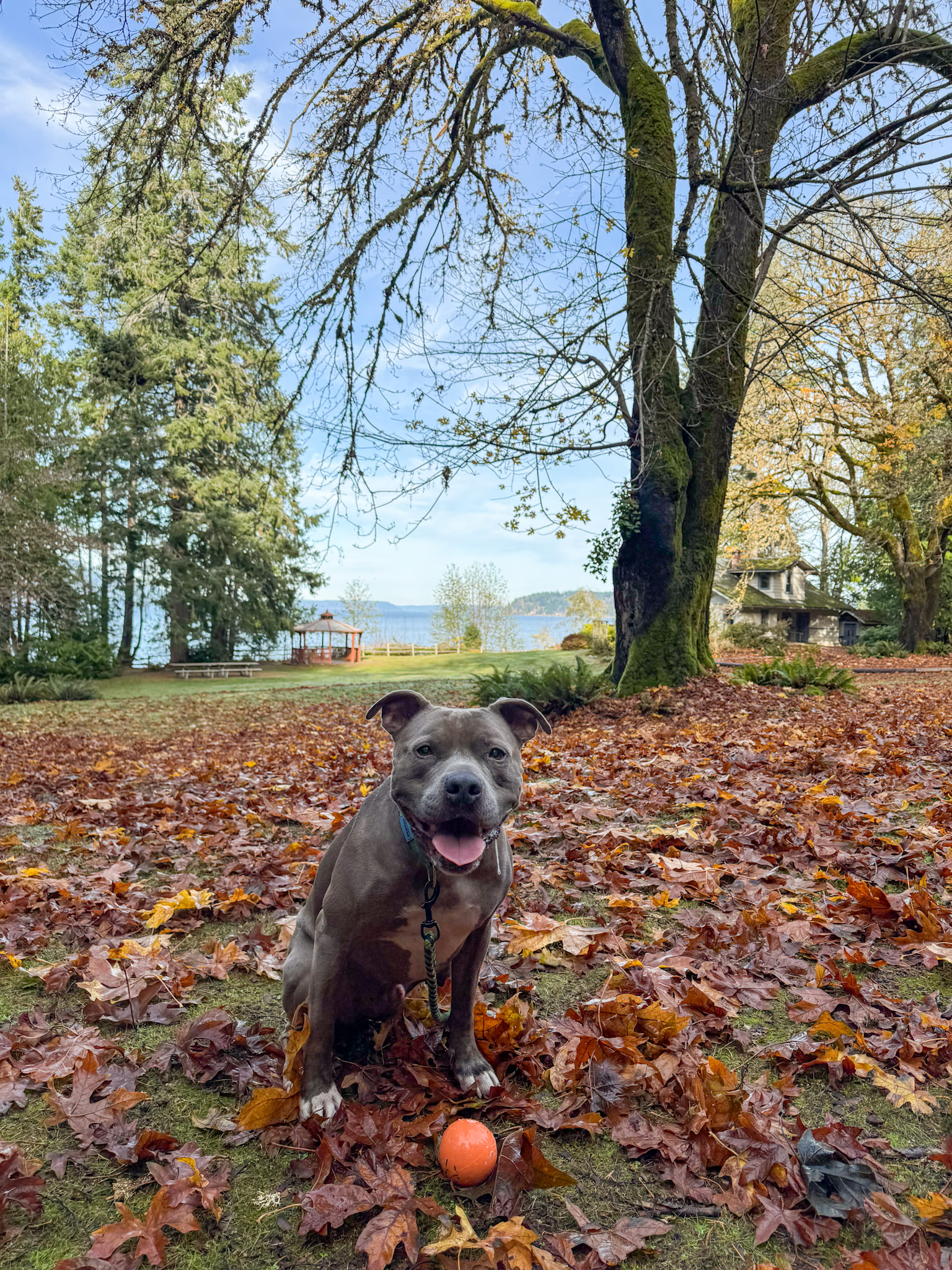 Dog sitting on fallen autumn leaves in a park with trees and water in the background in Washington State.
