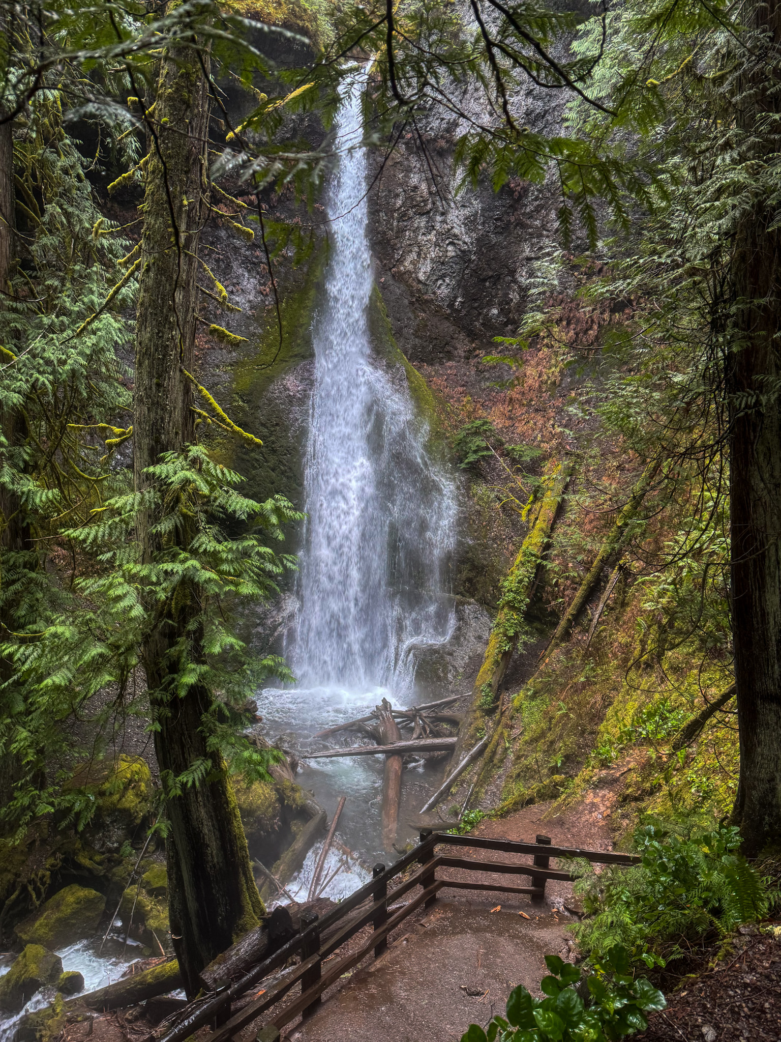Marymere Falls cascading through a mossy forest with a viewing platform in Olympic National Park.
