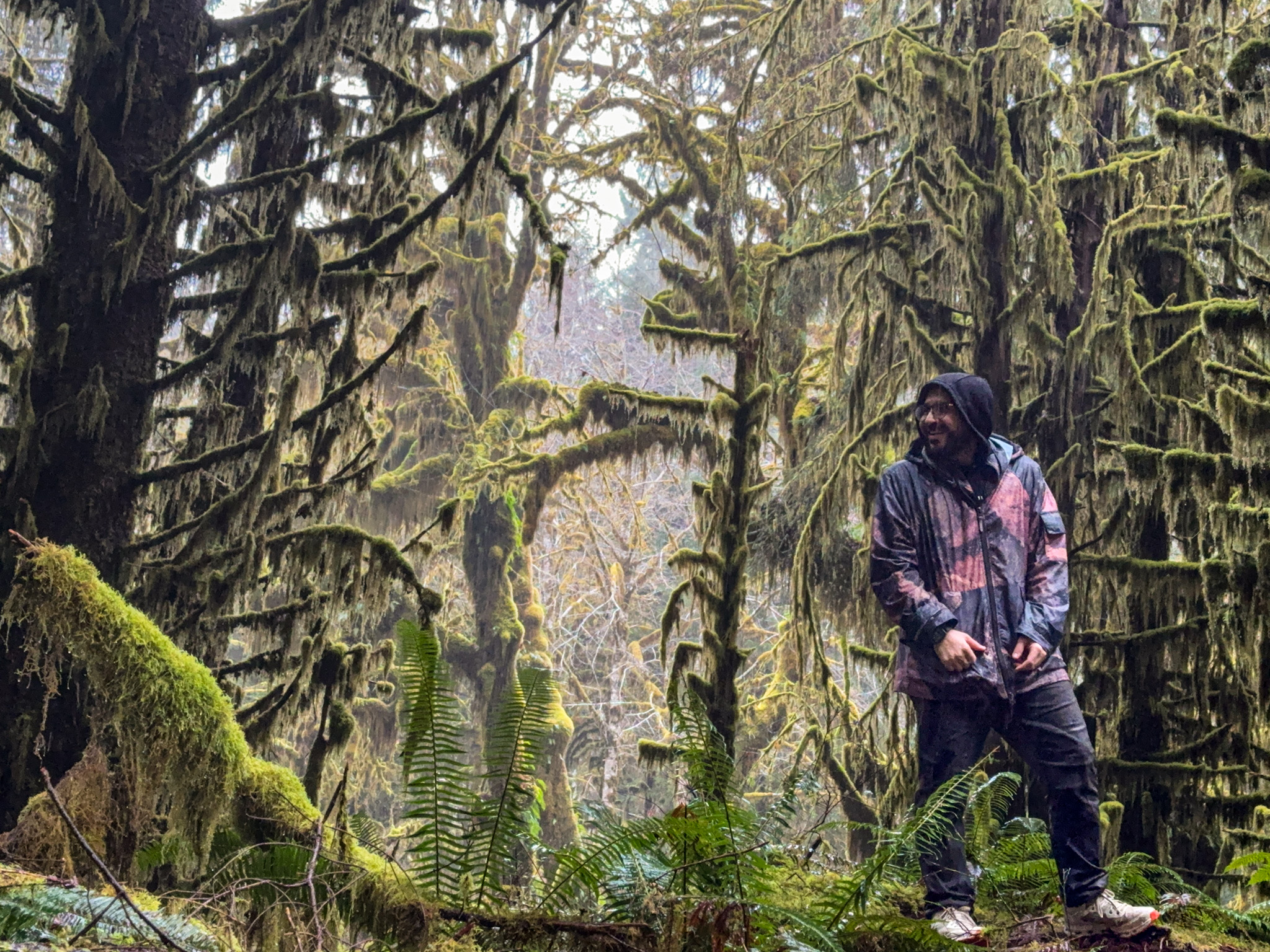 Person standing among moss-covered trees and ferns in the Hoh Rain Forest of Olympic National Park.

