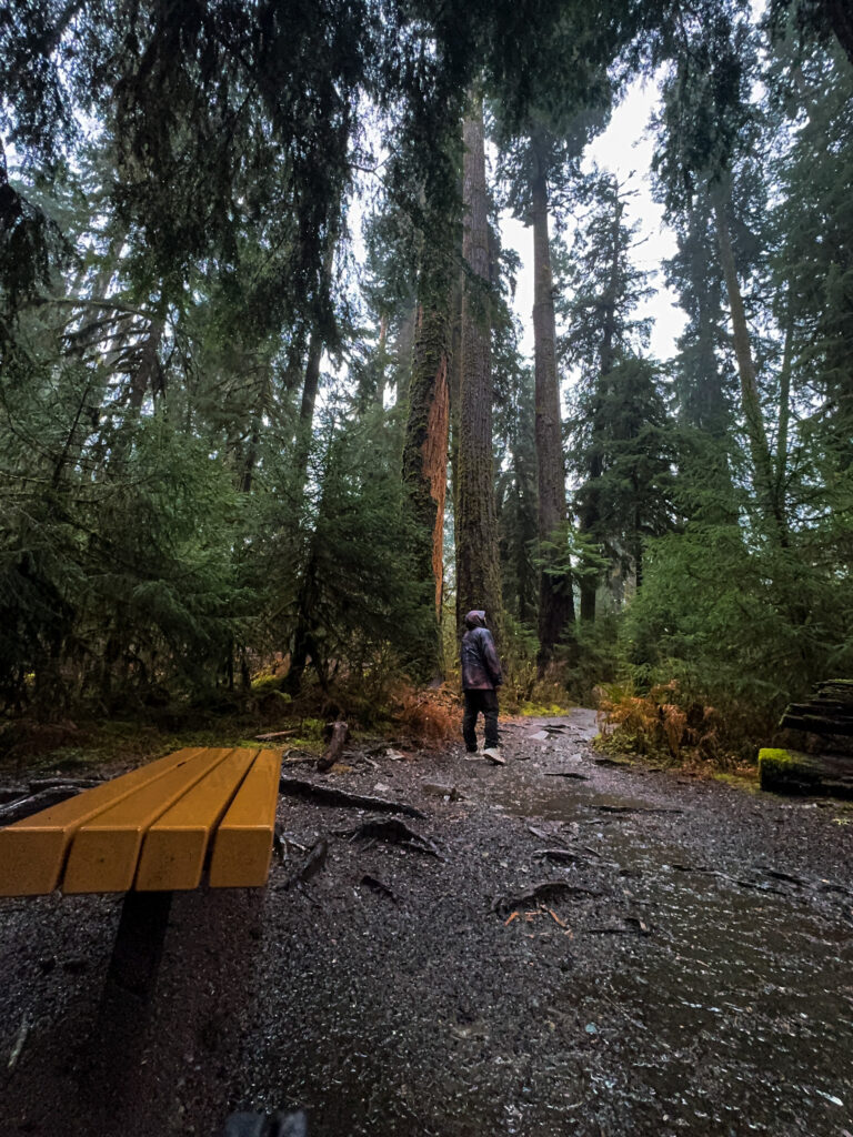 Person walking along a forest trail surrounded by tall evergreen trees in Olympic National Park.