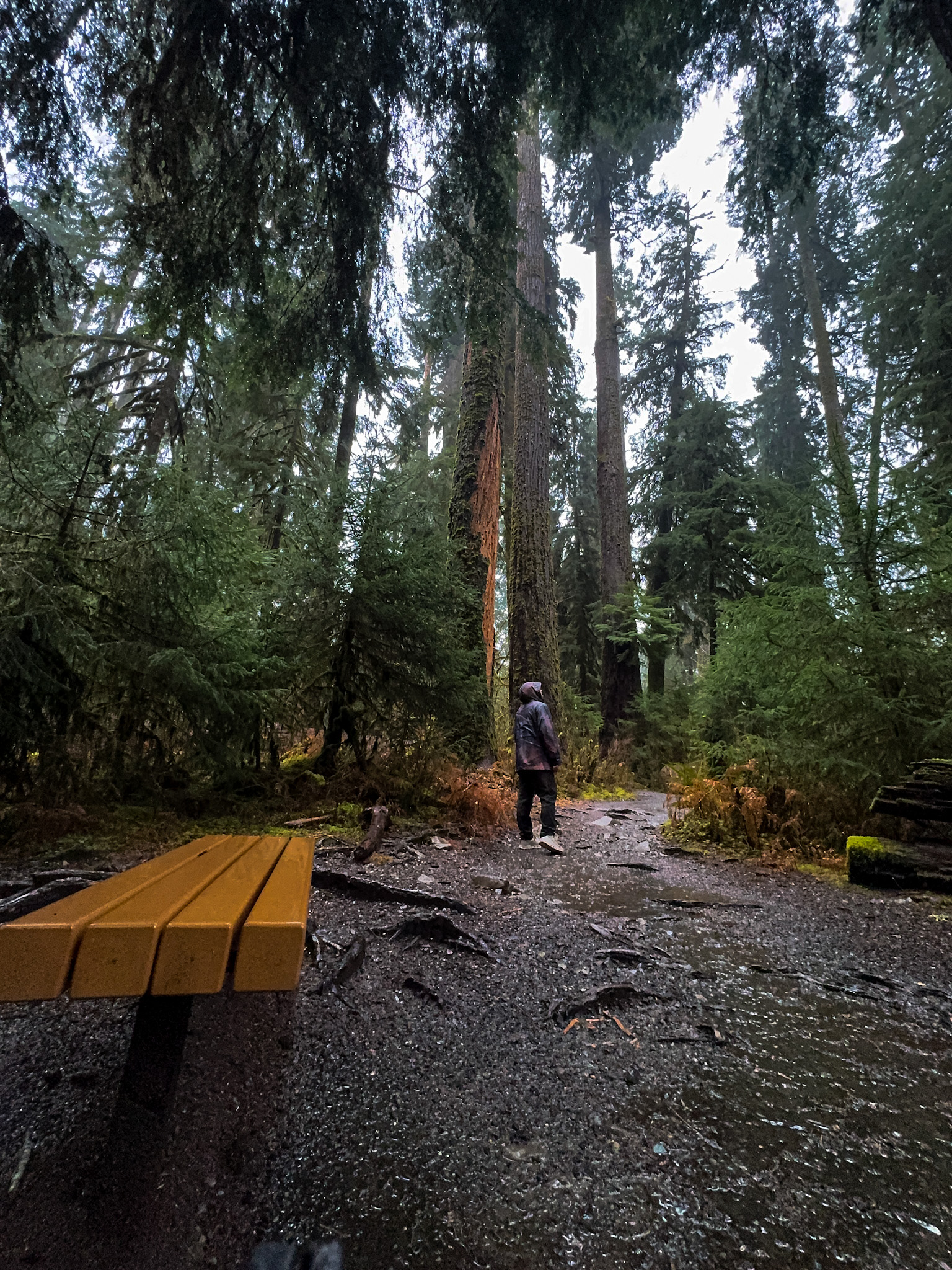 Person walking along a forest trail surrounded by tall evergreen trees in Olympic National Park.
