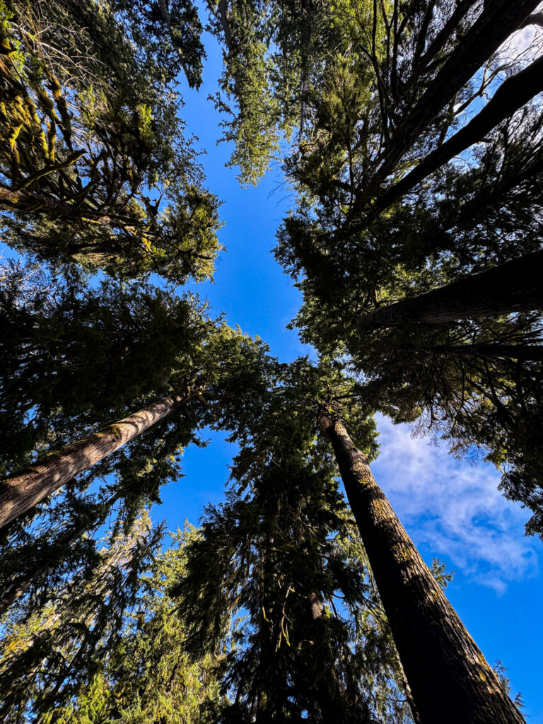 Looking up at tall evergreen trees forming a canopy against a blue sky in Washington State.