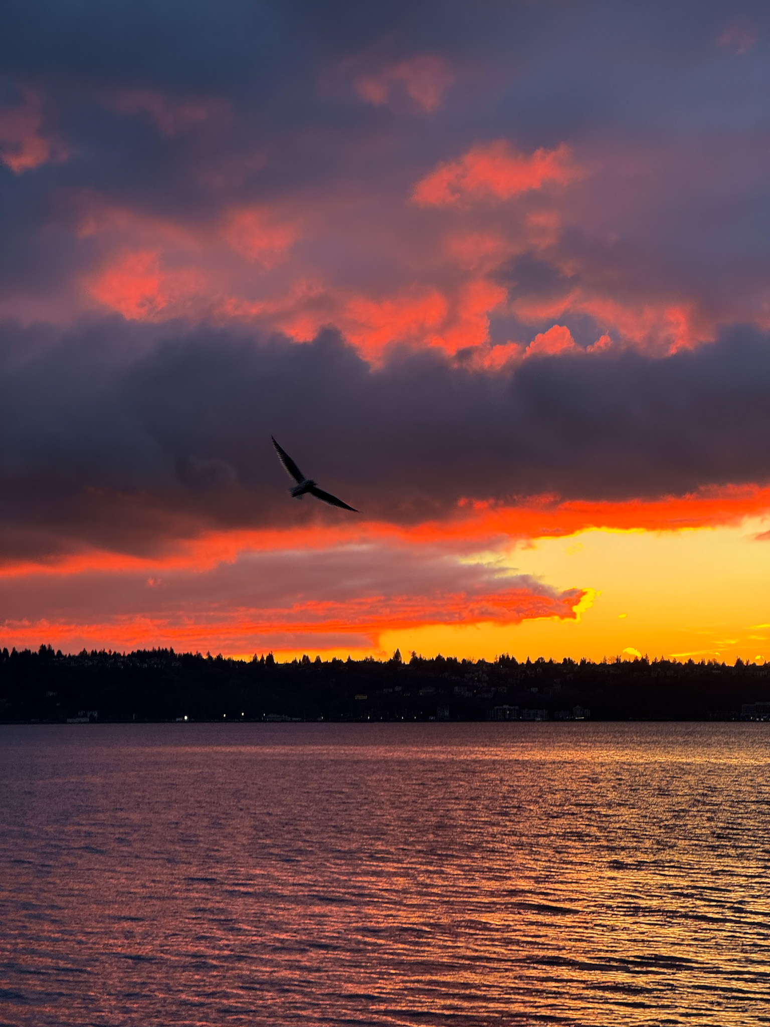 Colorful sunset over Seattle waterfront with a seagull flying above the water.
