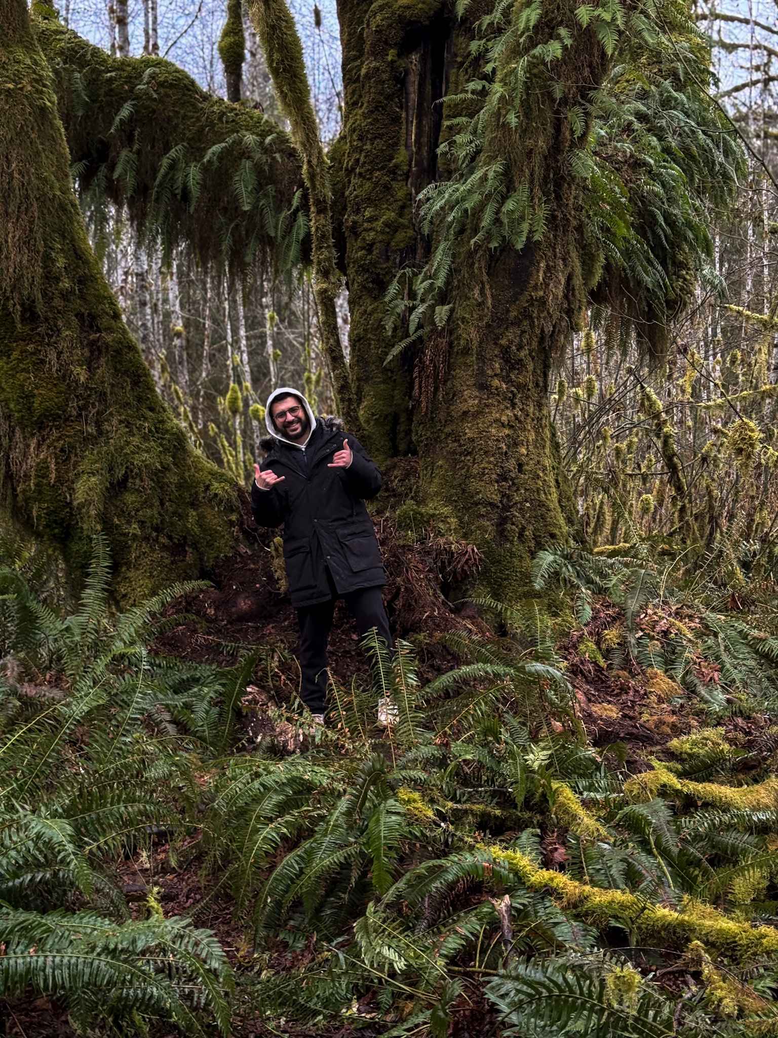 Person standing among moss-covered trees and ferns in a forest near the Hoh Rain Forest in Olympic National Park.