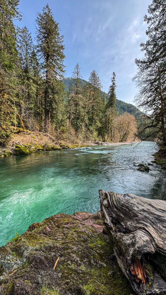 Turquoise river flowing through a forested area with mossy rocks, fallen logs, and evergreen trees in Washington State.