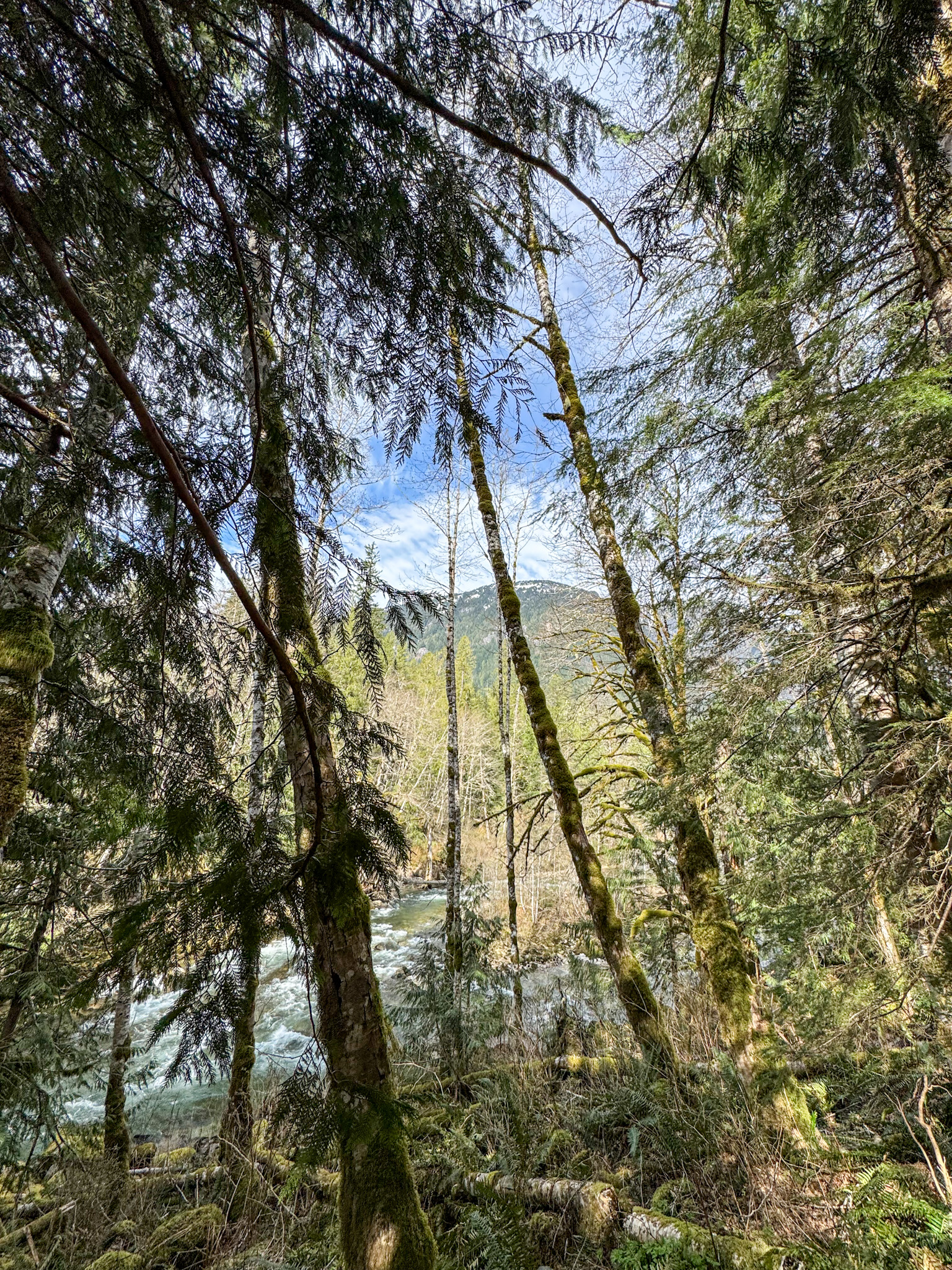 Flowing river surrounded by evergreen trees and moss-covered forest in Washington State.