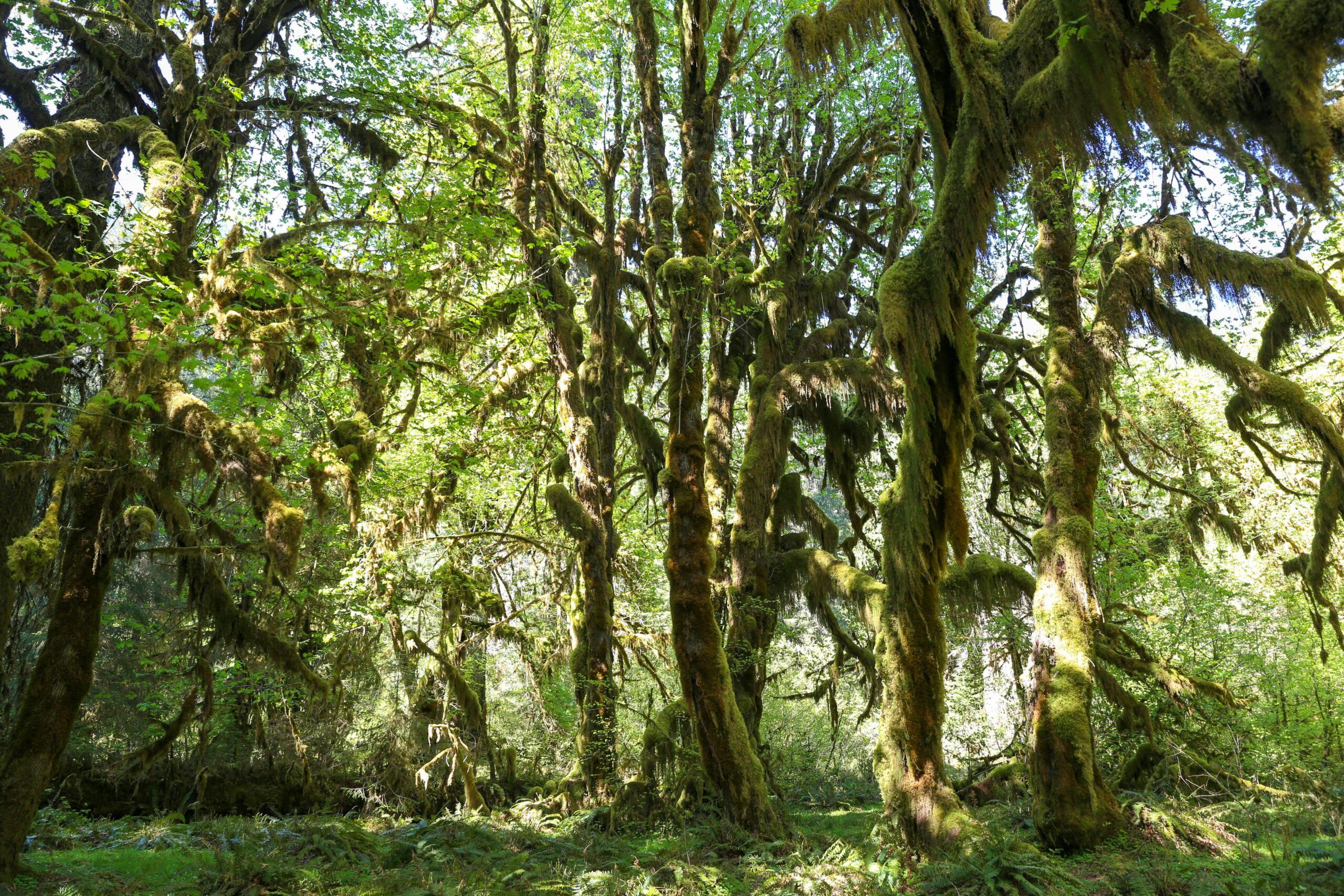 Lush green landscape of moss-covered trees in Hoh Rainforest, Olympic National Park, Washington.
