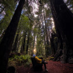 Person sitting on a bench surrounded by towering redwood trees in Redwood National and State Parks.