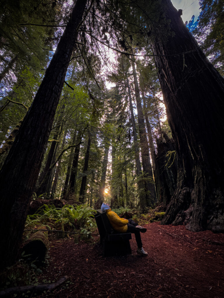 Person sitting on a bench surrounded by towering redwood trees in Redwood National and State Parks.