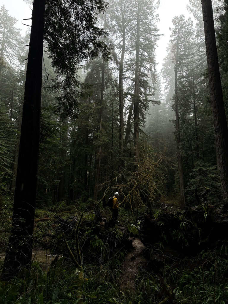 Hiker standing on the Karl Knapp Trail surrounded by towering redwood trees in Redwood National and State Parks, California.