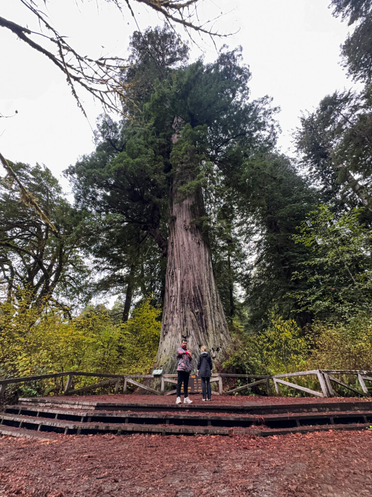 Visitors standing next to the massive Big Tree at Big Tree Wayside in Prairie Creek Redwoods State Park, California.