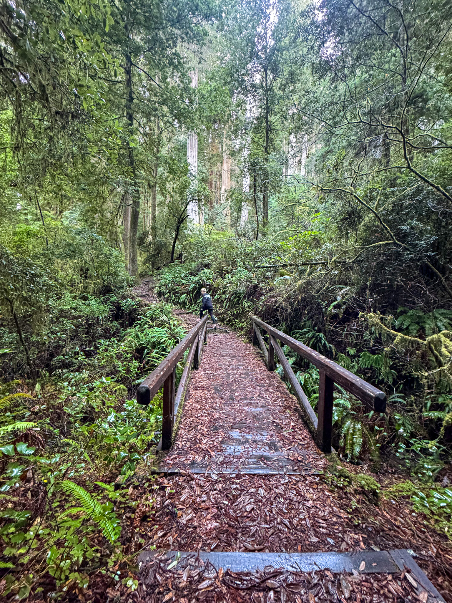 Wooden bridge and hiking trail surrounded by tall redwood trees in Redwood National and State Parks, California.
