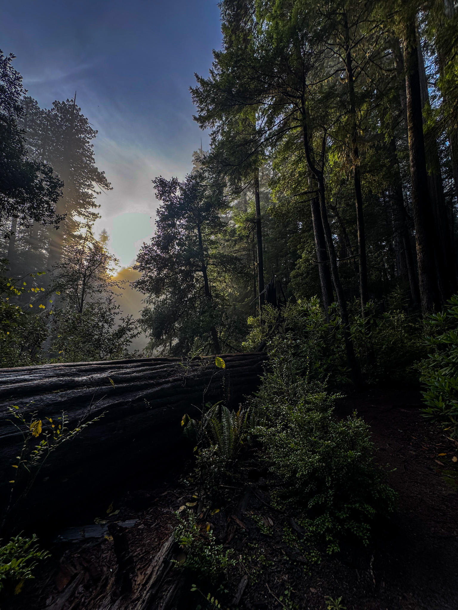 Sunlight shining through tall redwood trees in Redwood National and State Parks.
