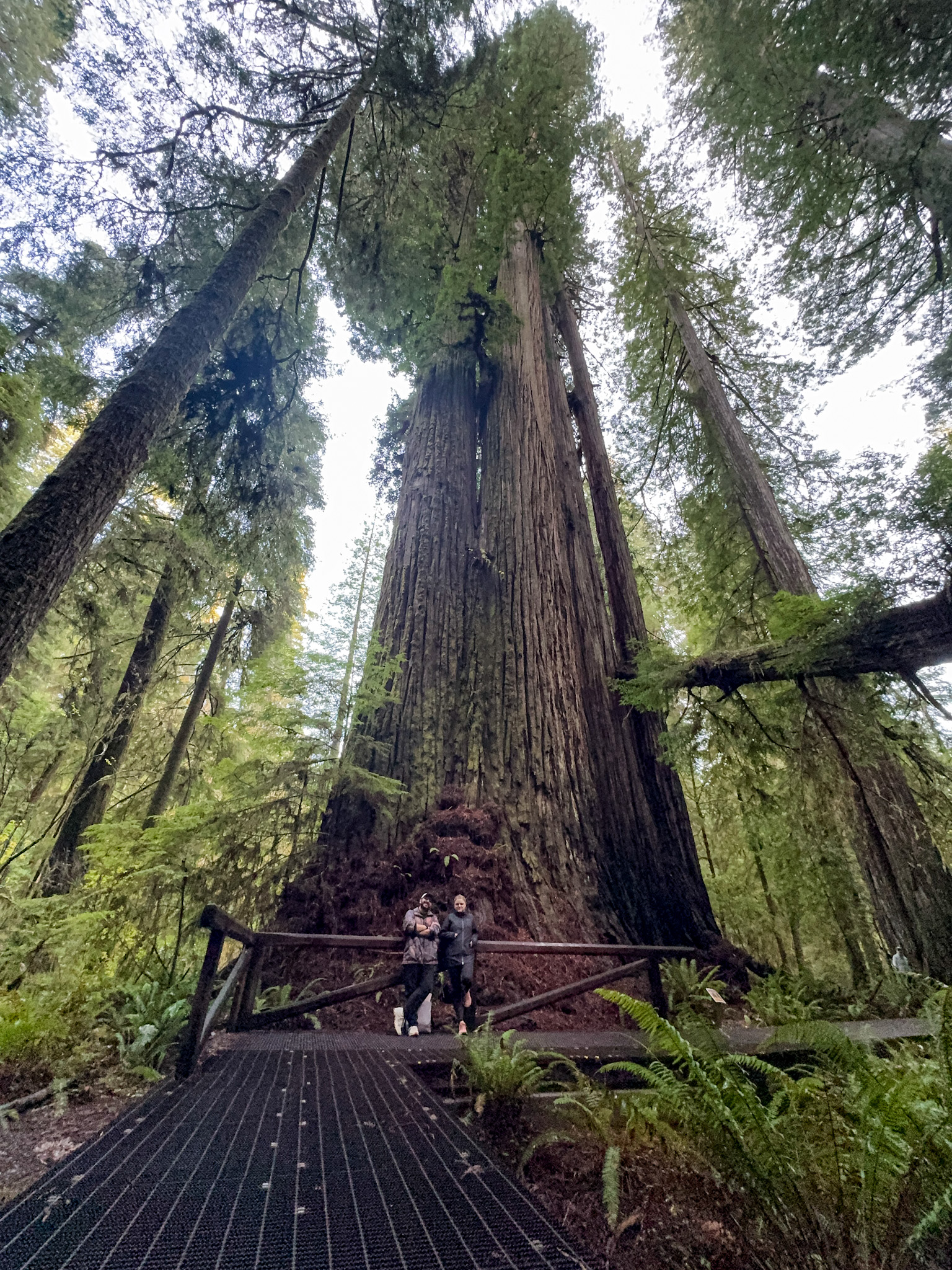 Visitors standing beneath a massive redwood tree in Redwood National and State Parks in California.
