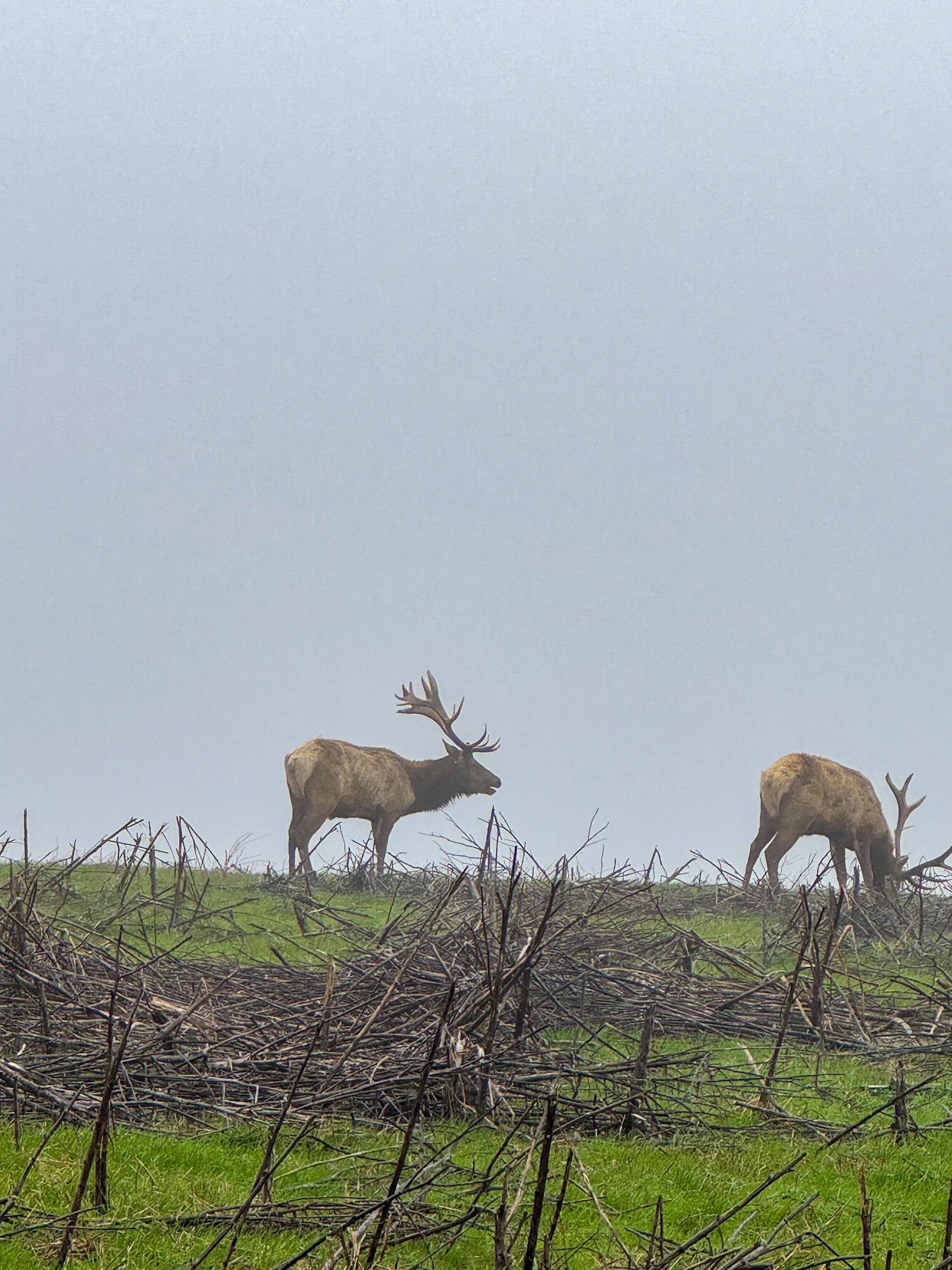 Two Roosevelt elk standing on a grassy hillside in Redwood National and State Parks in Northern California.
