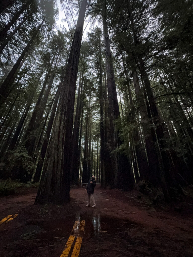 Person standing on a road surrounded by towering redwood trees in a forest in Northern California.