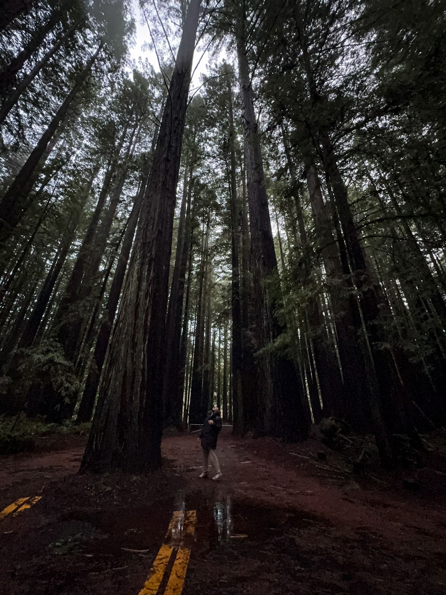 Person standing on a road surrounded by towering redwood trees in a forest in Northern California.
