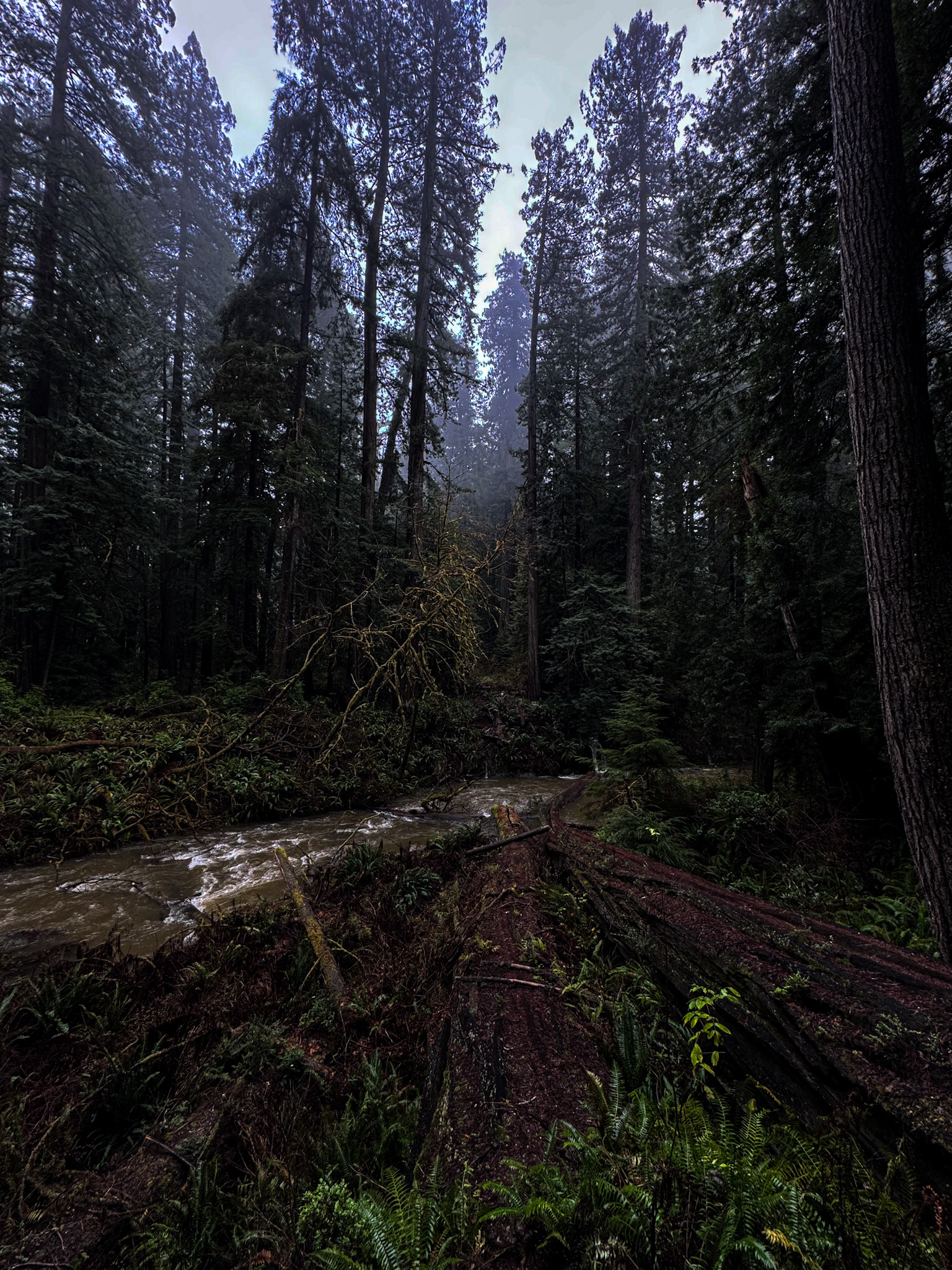 Small creek flowing through dense redwood forest in Redwood National and State Parks.