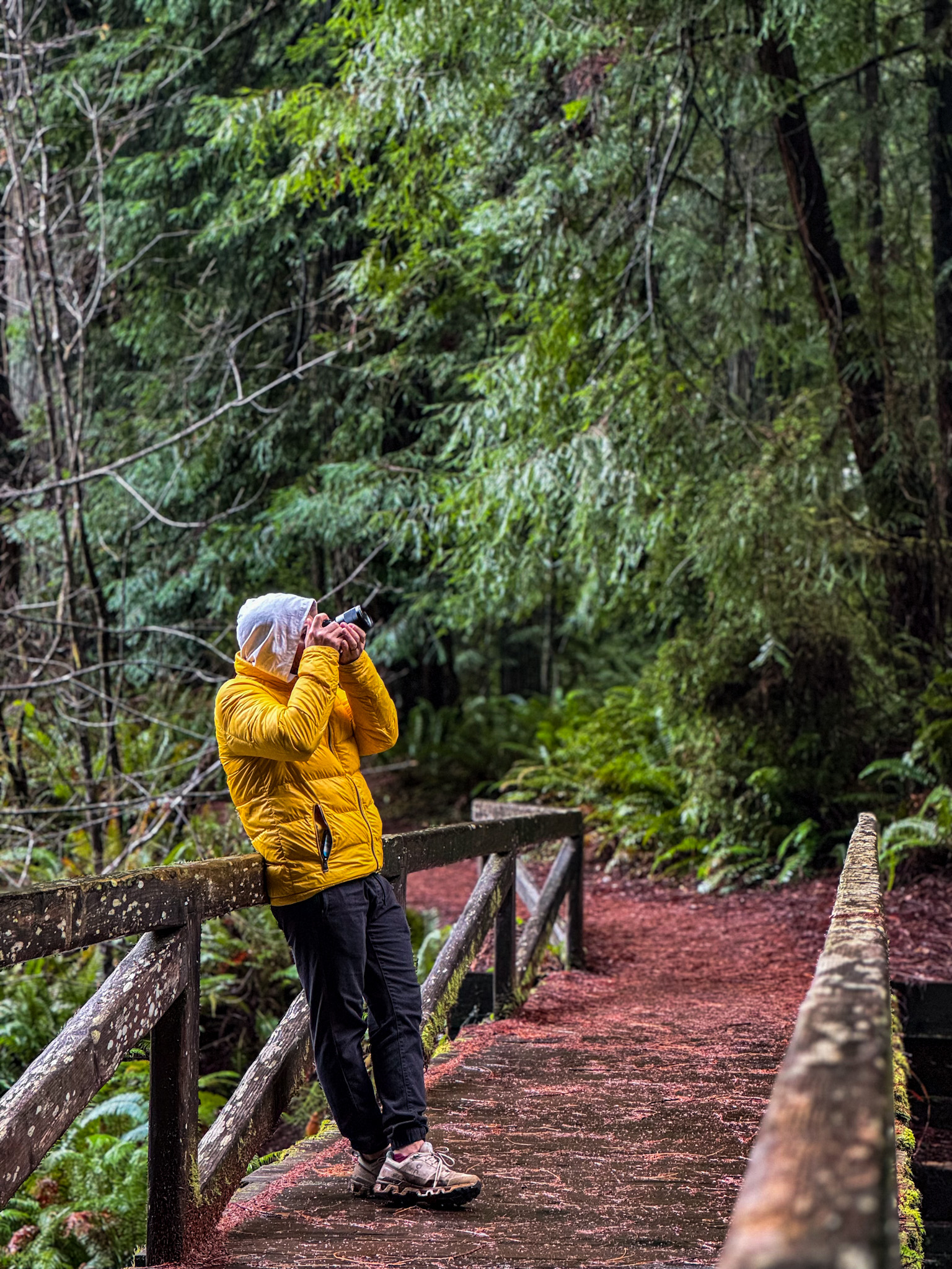 Person standing on a wooden bridge taking photos along the Karl Knapp Trail in Redwood National and State Parks.