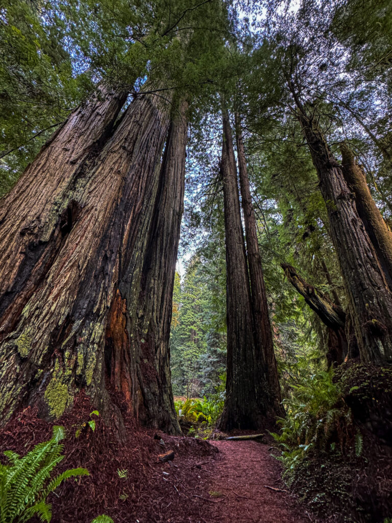 Trail surrounded by towering redwood trees in Redwood National and State Parks, Northern California.
