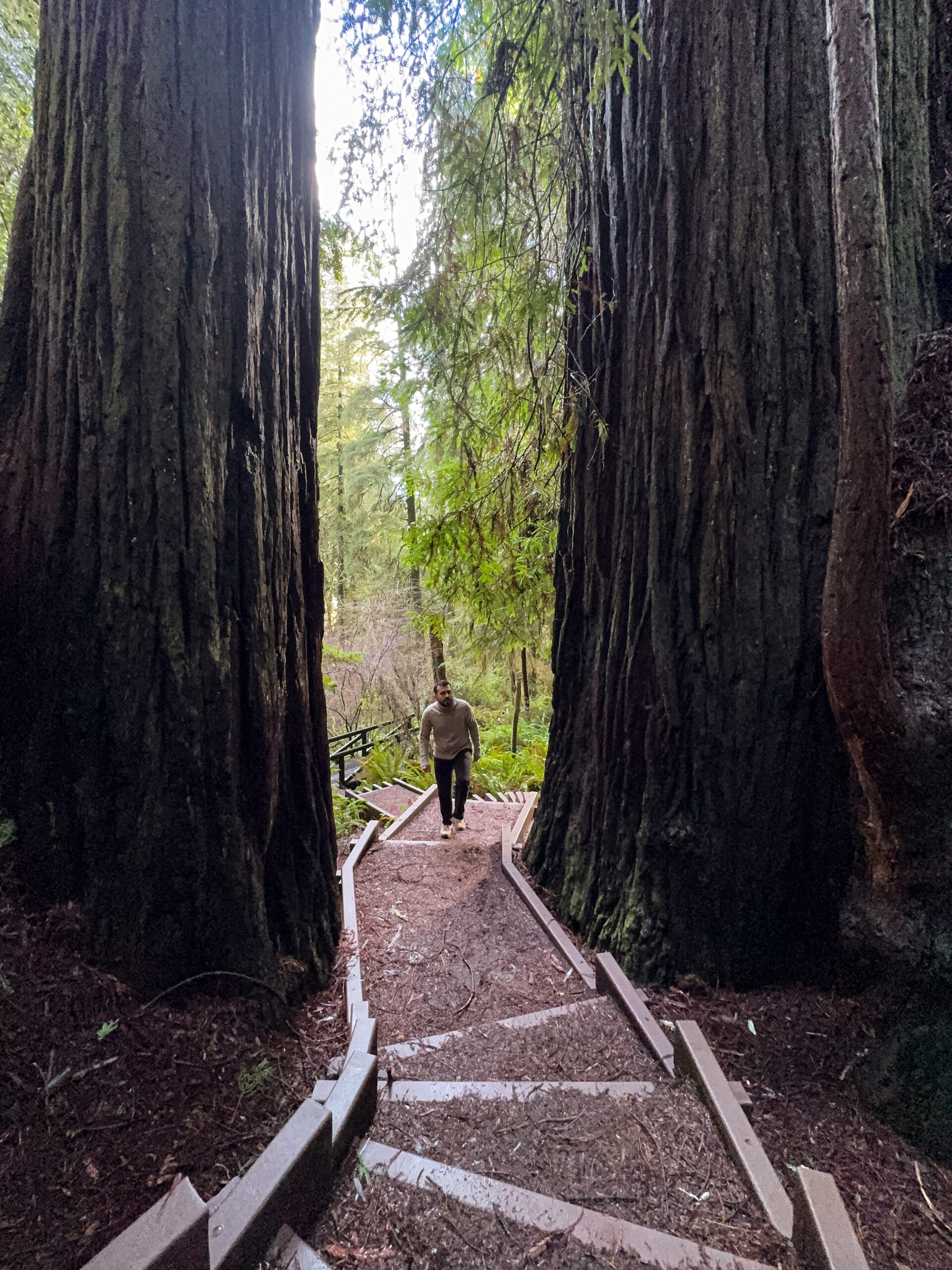 Person walking on a forest trail between massive redwood trees in Redwood National and State Parks.
