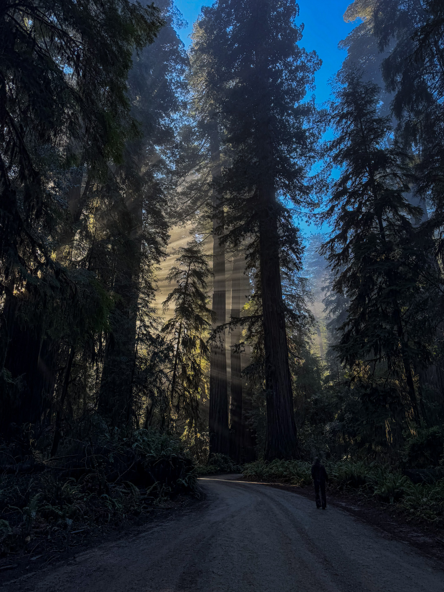 Sunlight streaming through towering redwood trees along a scenic forest road in Northern California.