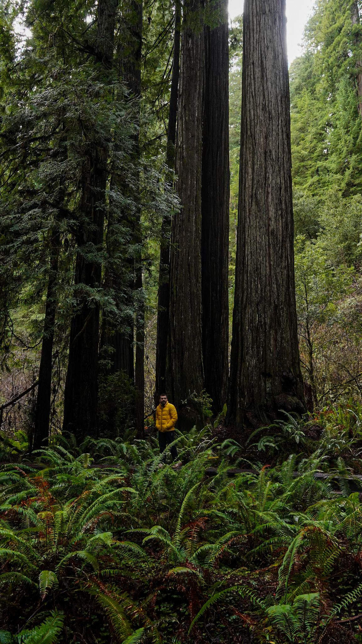 Person standing among towering redwood trees and lush ferns in a forest in Northern California.

