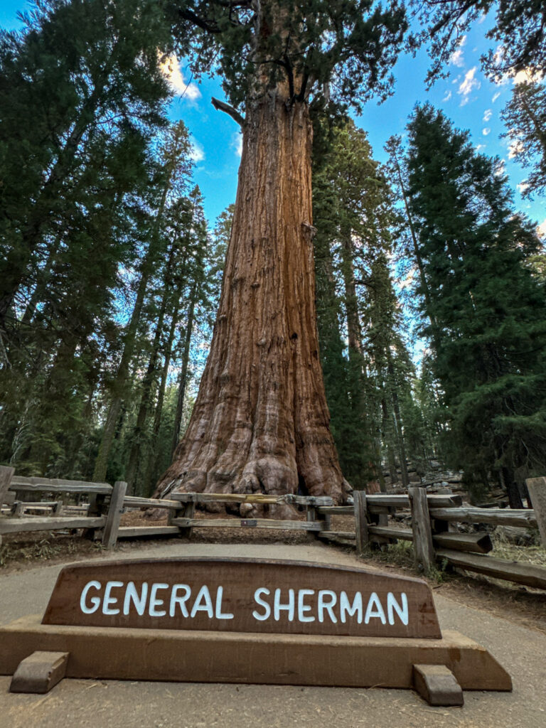 General Sherman Tree the largest tree in the world located in Sequoia National Park California.