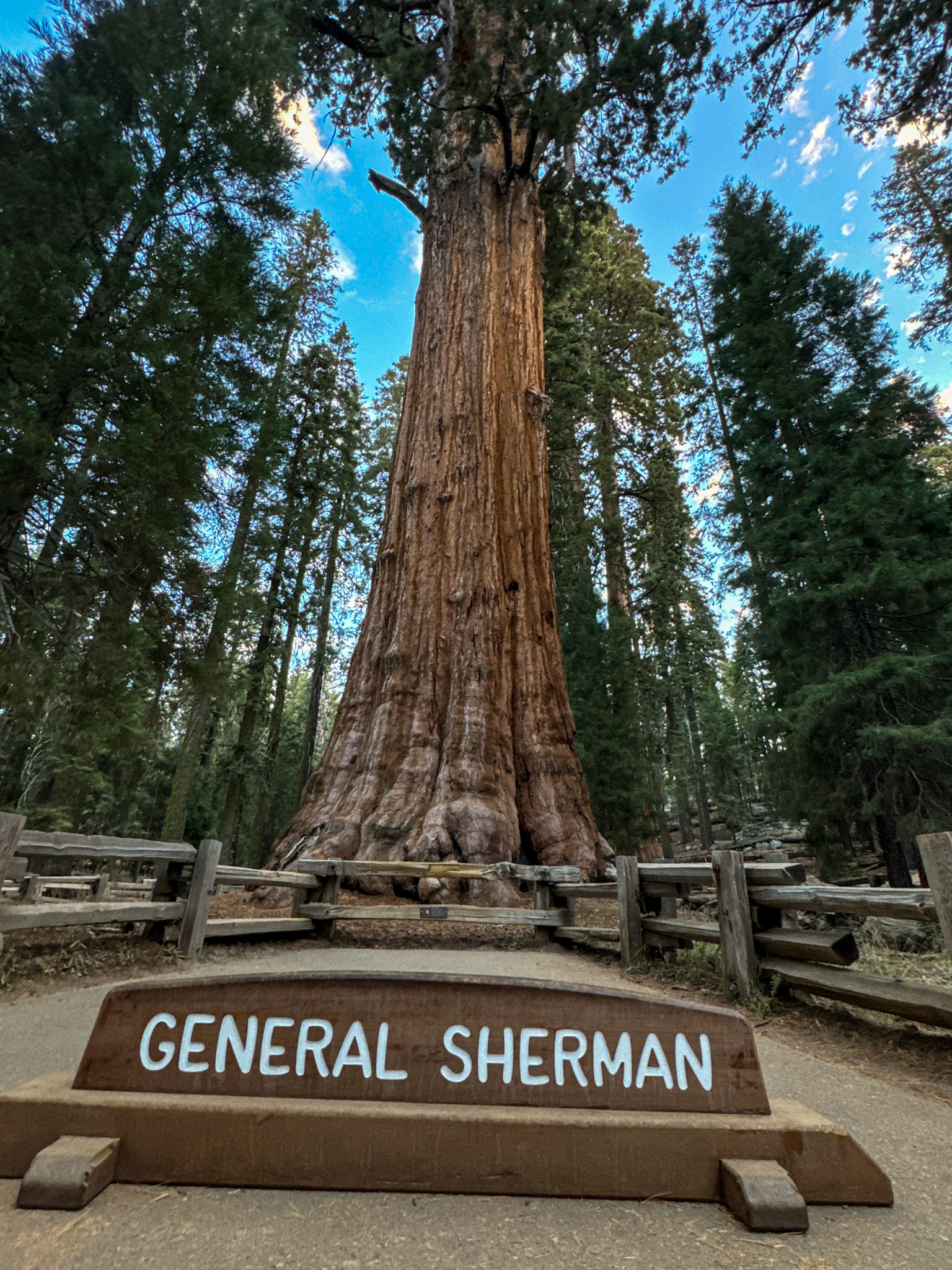 General Sherman Tree the largest tree in the world located in Sequoia National Park California.