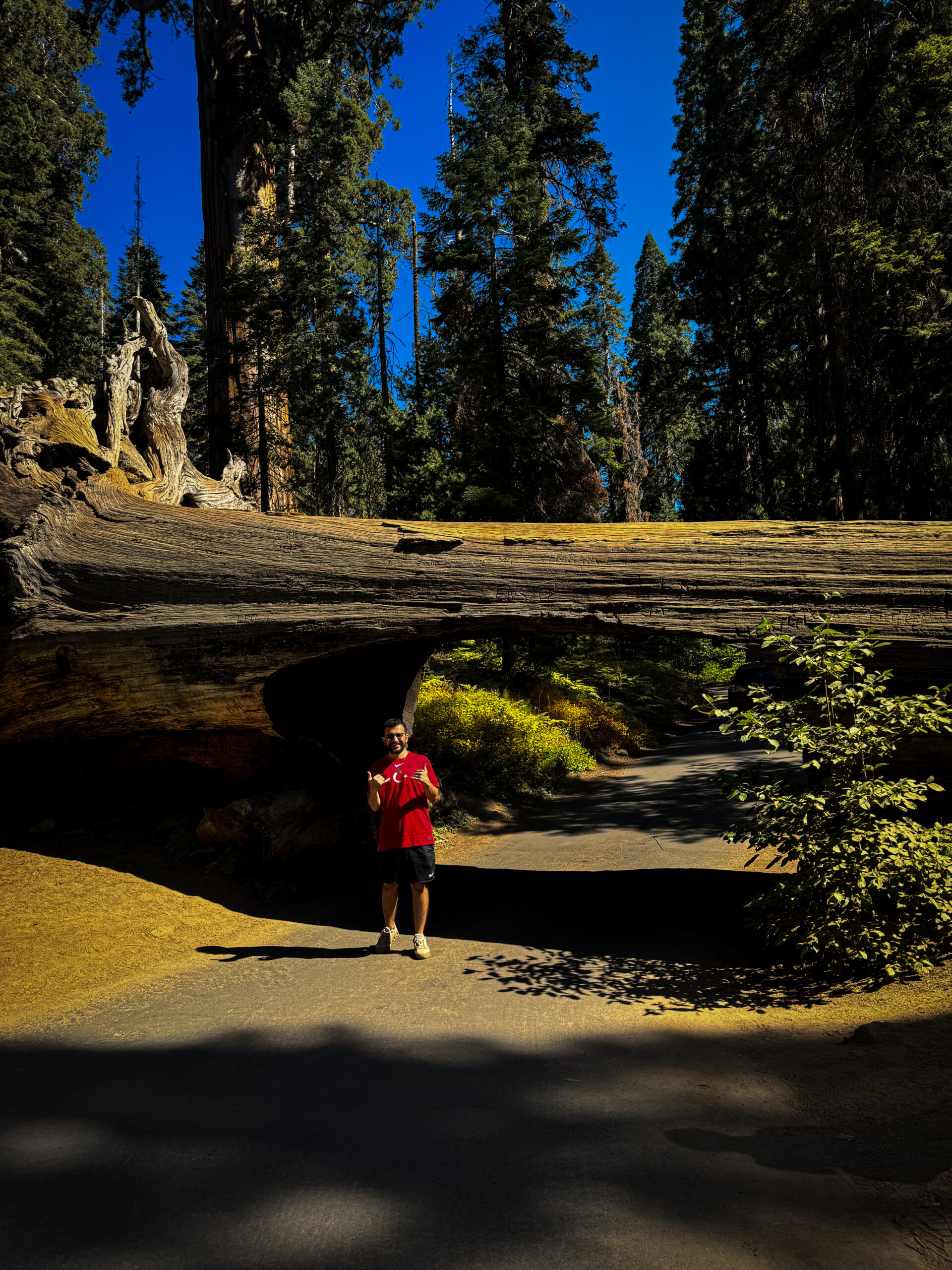 Traveler standing under Tunnel Log fallen giant sequoia tree in Sequoia National Park California.