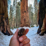 Hand holding a pinecone in snowy giant sequoia forest in Sequoia National Park California.