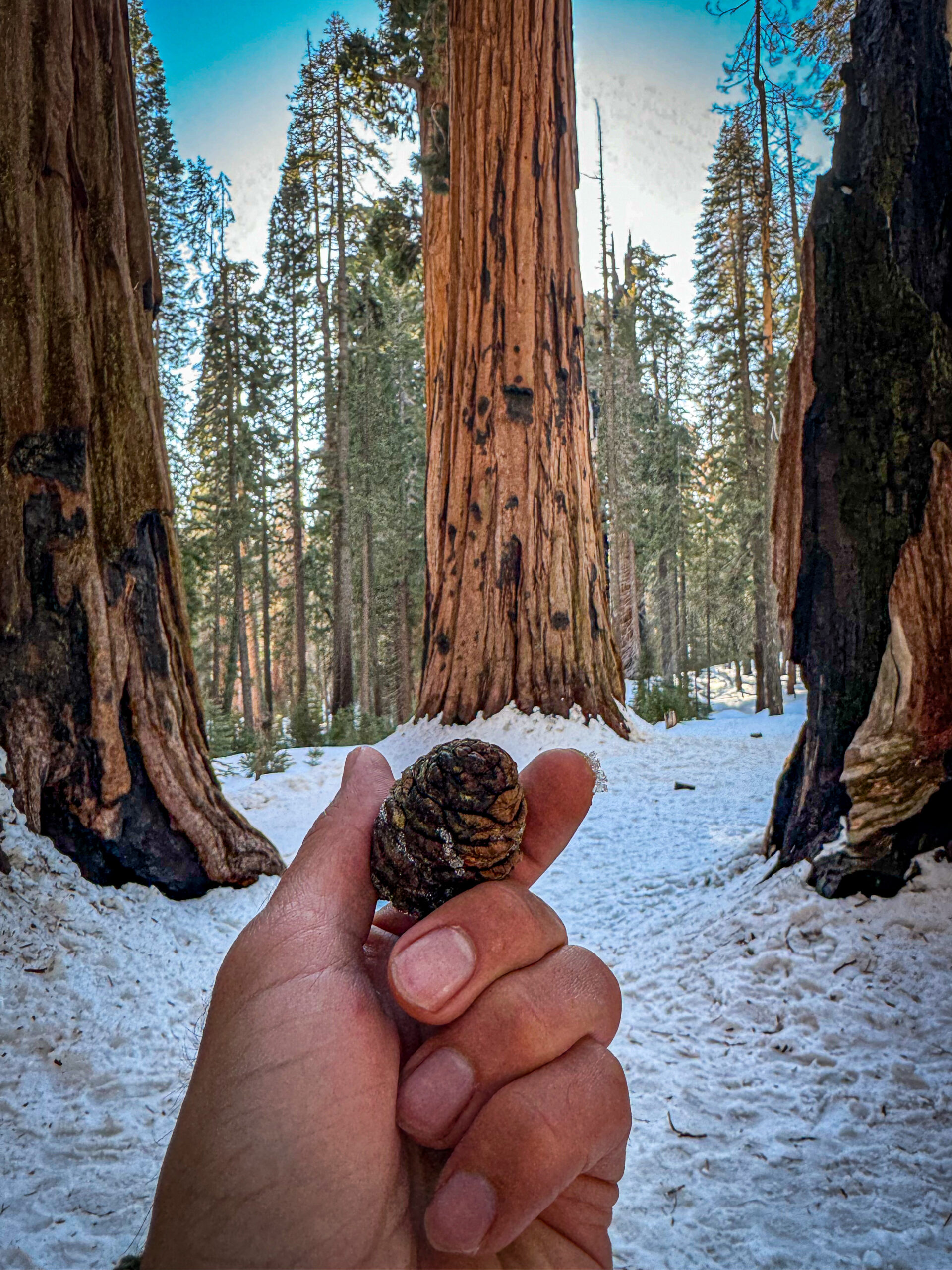 Hand holding a pinecone in snowy giant sequoia forest in Sequoia National Park California.