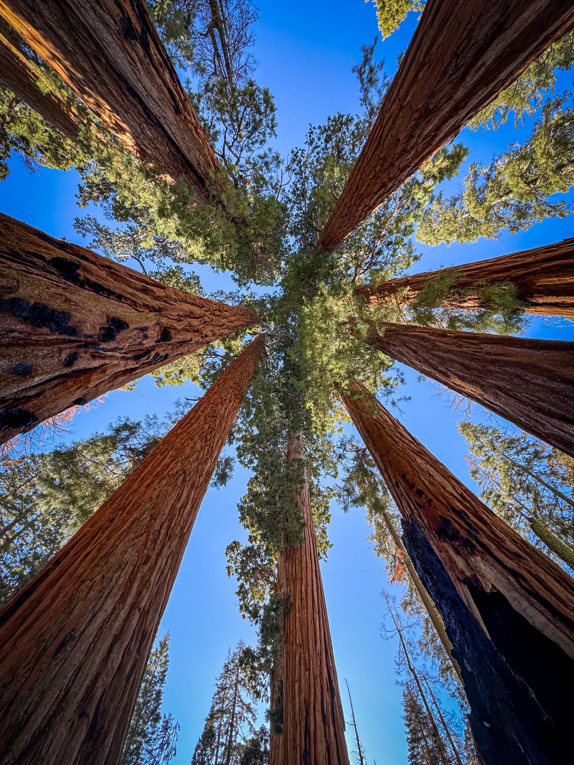 Upward view of giant sequoia trees towering toward blue sky in Sequoia National Park California.