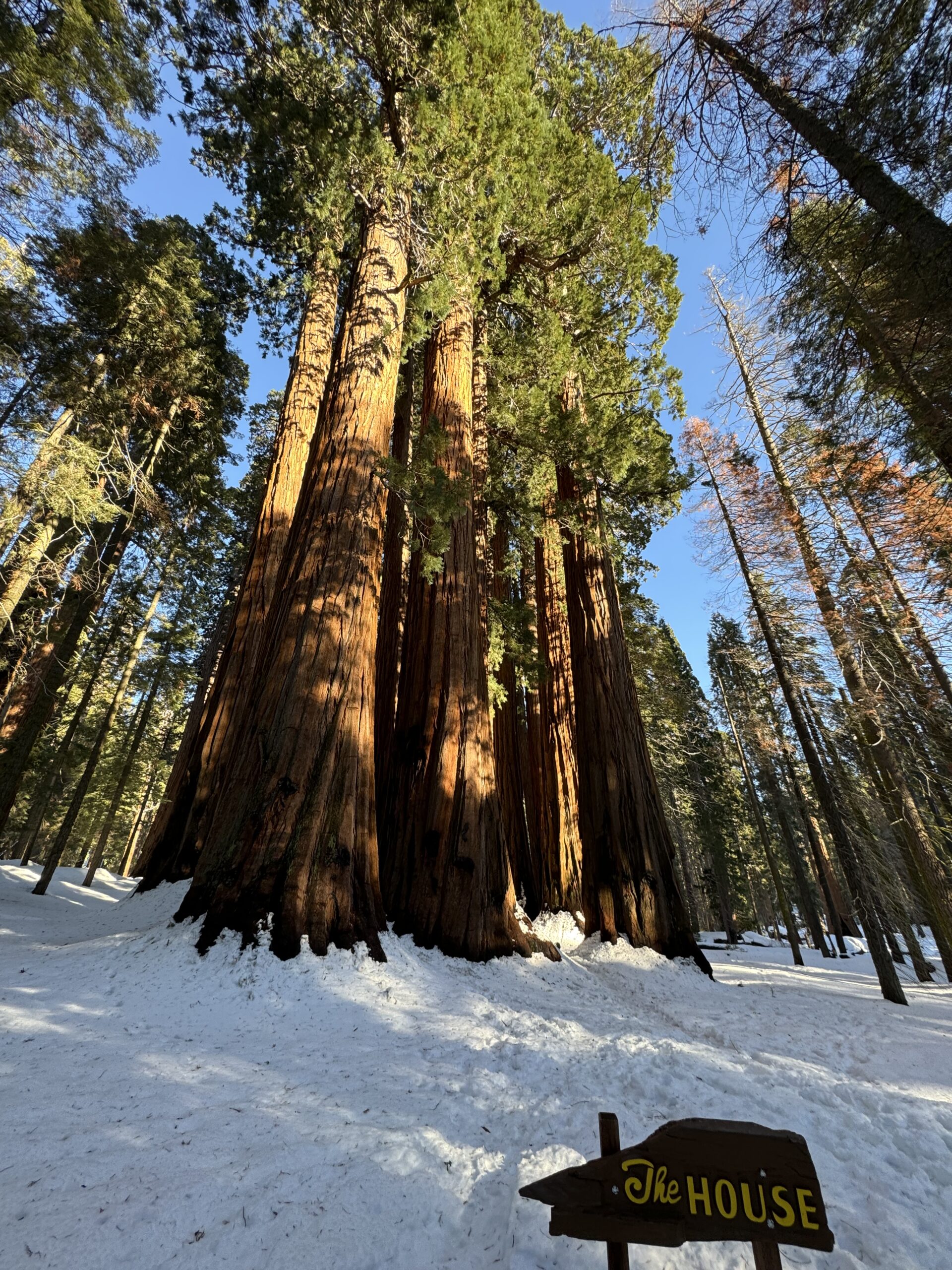 Giant sequoia trees surrounded by snow with sunlight hitting their trunks in Sequoia National Park.
