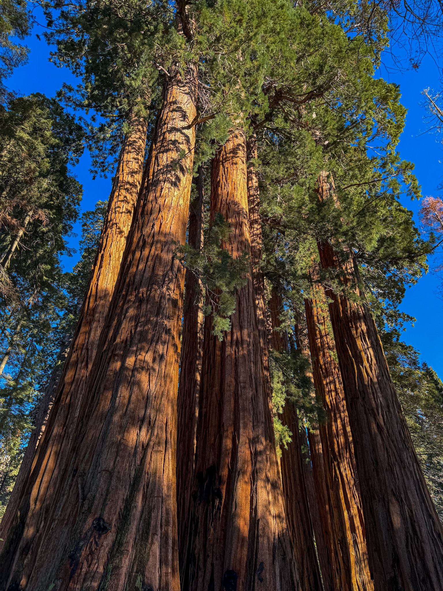 Massive giant sequoia trees rising into a bright blue sky in Sequoia National Park with sunlight highlighting their bark.