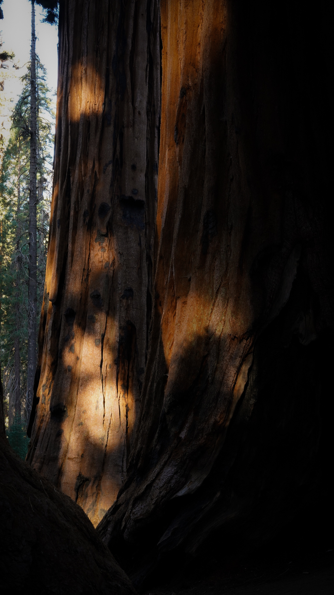 Sunlight shining through massive sequoia tree trunks in Sequoia National Park creating dramatic shadows and warm tones.
