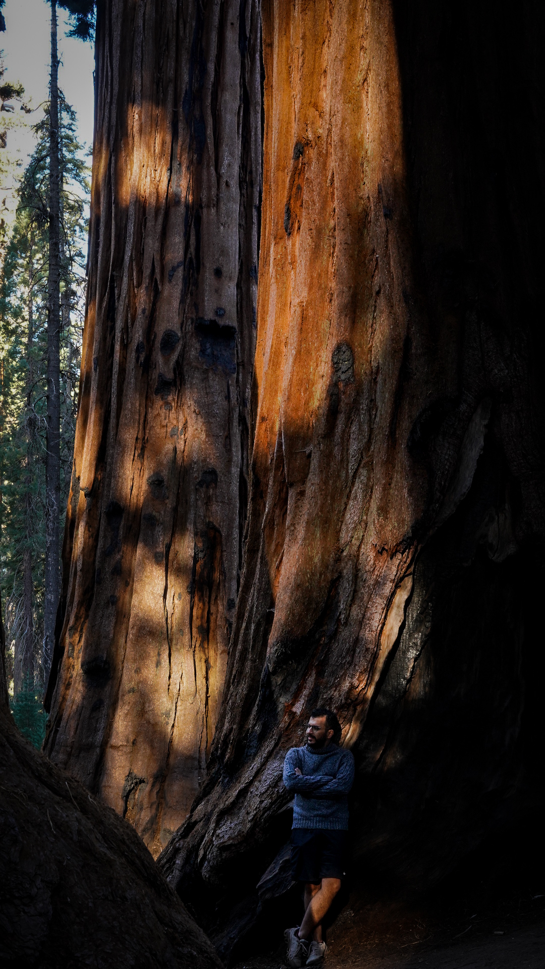 Person standing next to massive giant sequoia tree trunk with sunlight creating dramatic shadows in Sequoia National Park.