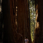Traveler standing between massive giant sequoia trees in Sequoia National Park with sunlight filtering through forest.