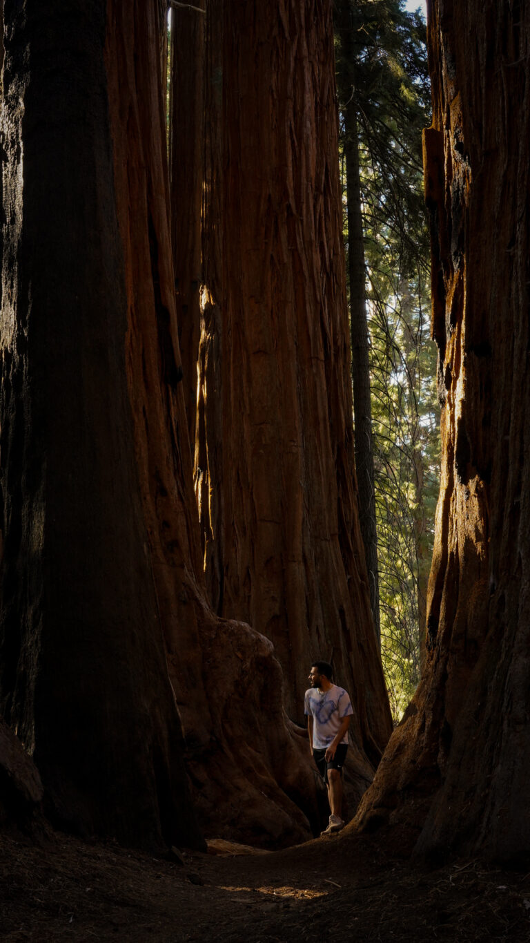 Traveler standing between massive giant sequoia trees in Sequoia National Park with sunlight filtering through forest.