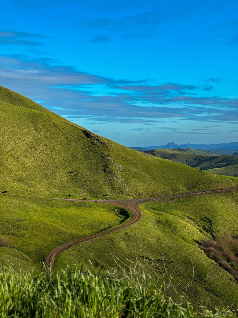 Winding dirt road through bright green rolling hills on the California coast.