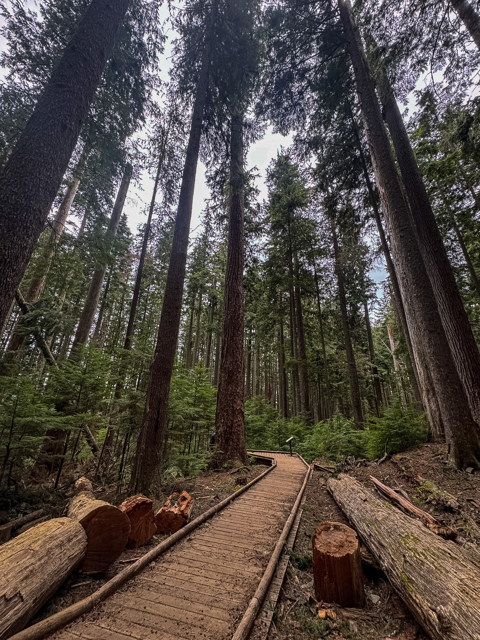 Tall evergreen trees along Mount Si trail in Washington State.
