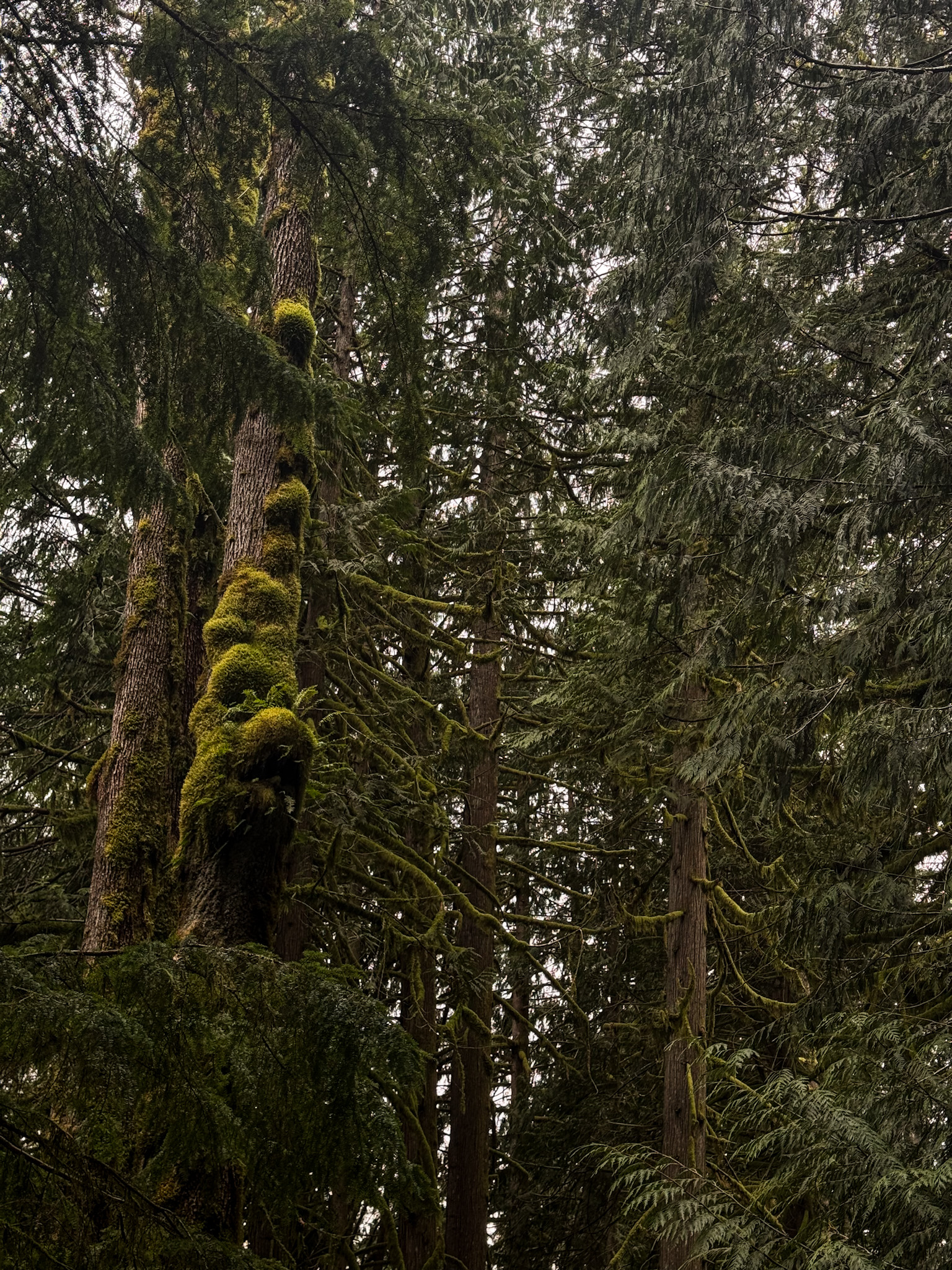 Moss-covered trees along the Mount Si hiking trail in Washington State.