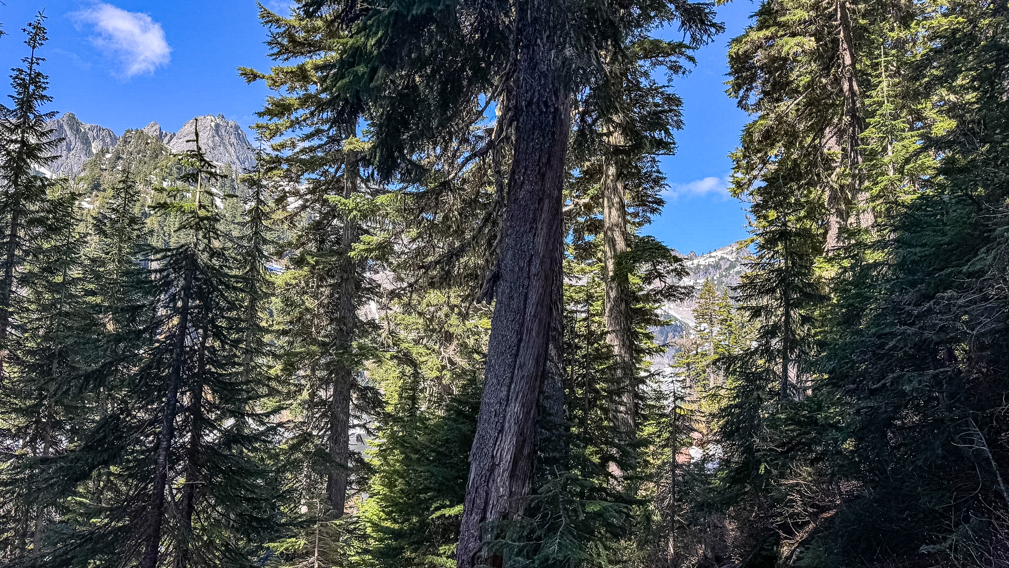 Evergreen forest along the Snow Lake Trail with rugged mountain peaks visible through the trees near Snoqualmie Pass, Washington.