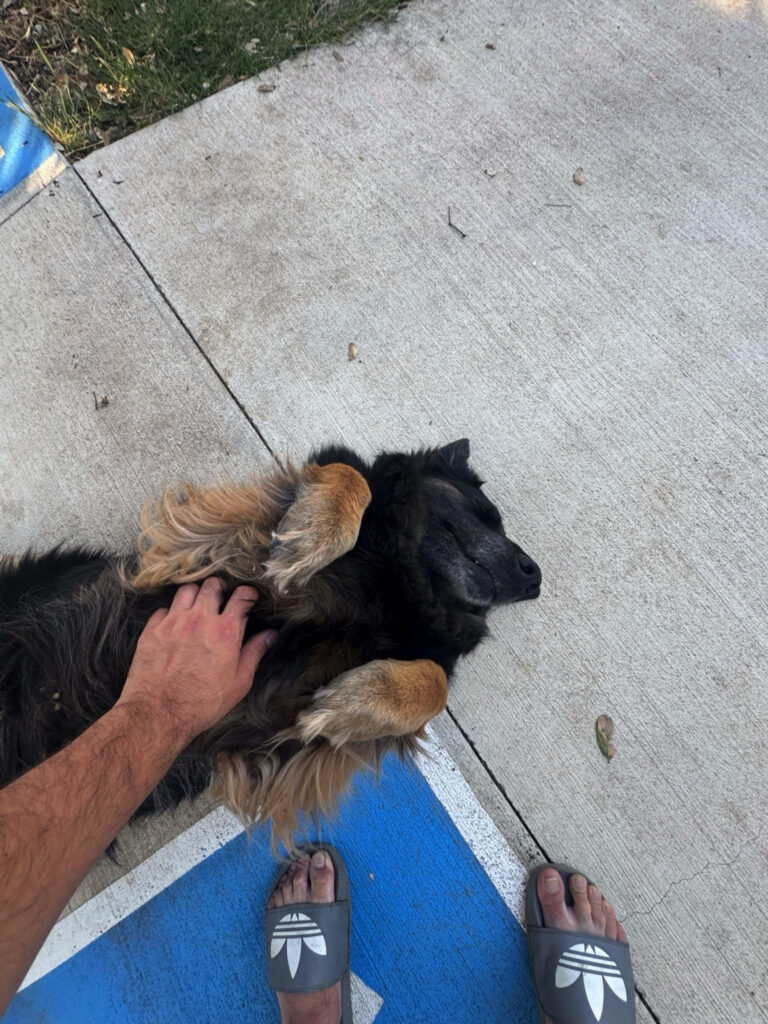 Friendly farm dog enjoying belly rubs during a Harvest Hosts RV stay at a local farm.
