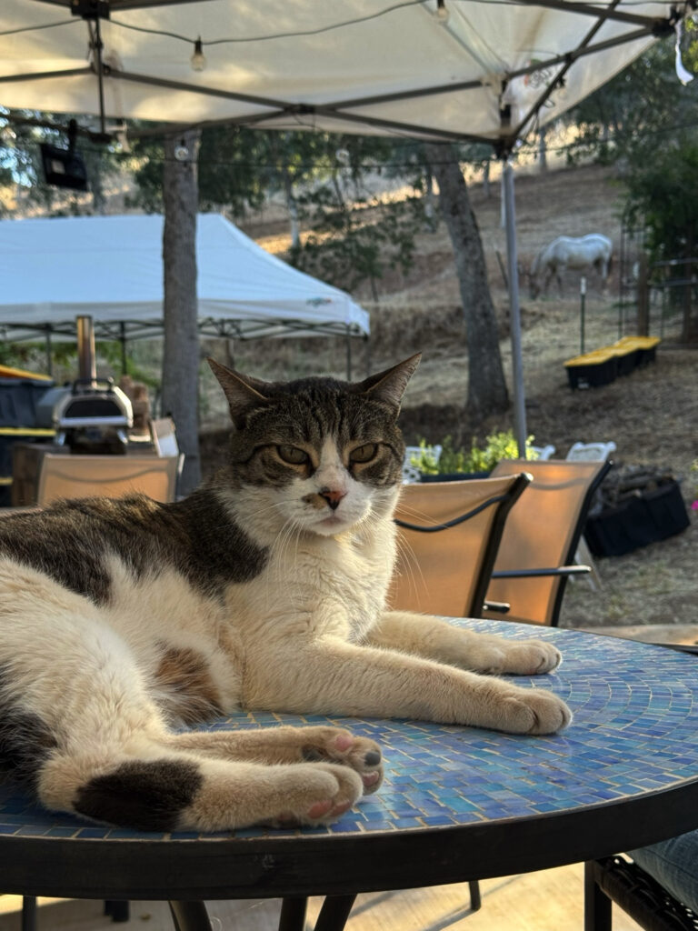 Friendly farm cat relaxing on a patio table at a Harvest Hosts property while a horse grazes in the background.