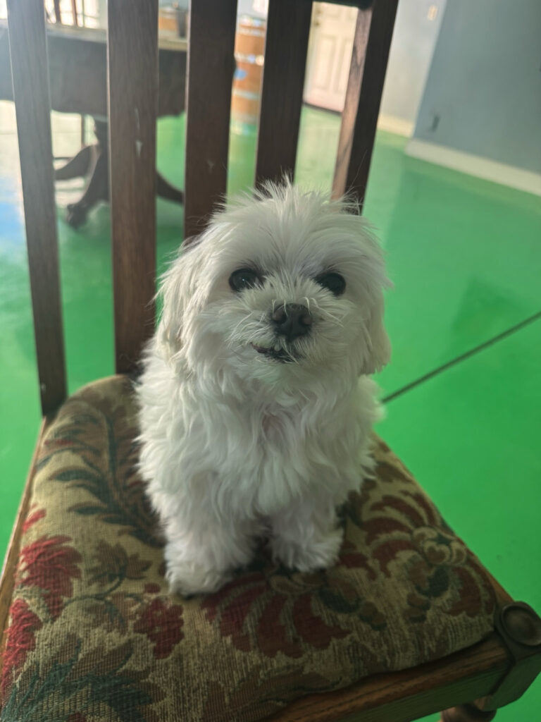 Small white dog sitting on a chair at a Harvest Hosts farm in California.