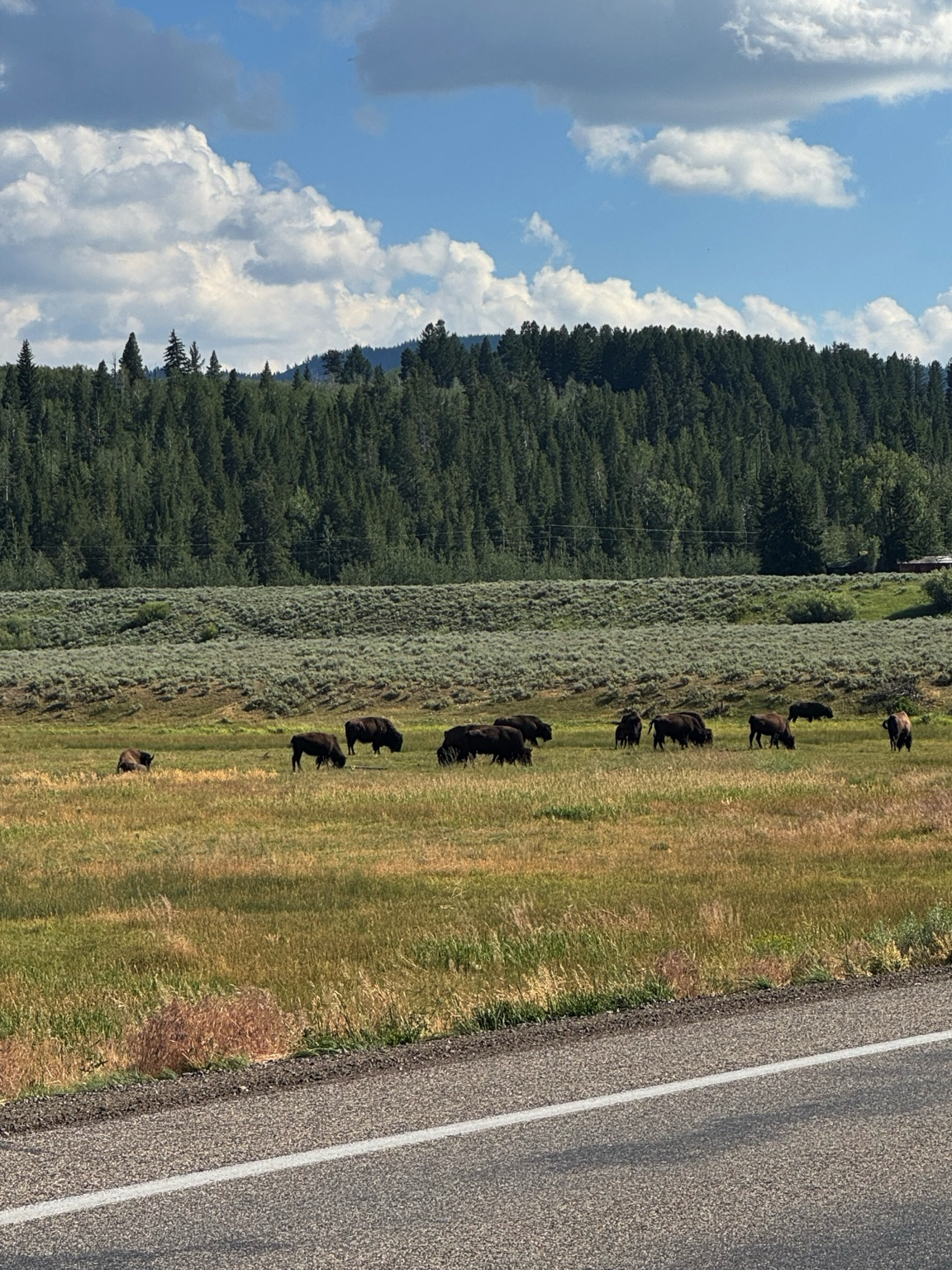 American bison grazing in an open meadow along the road in Yellowstone National Park.