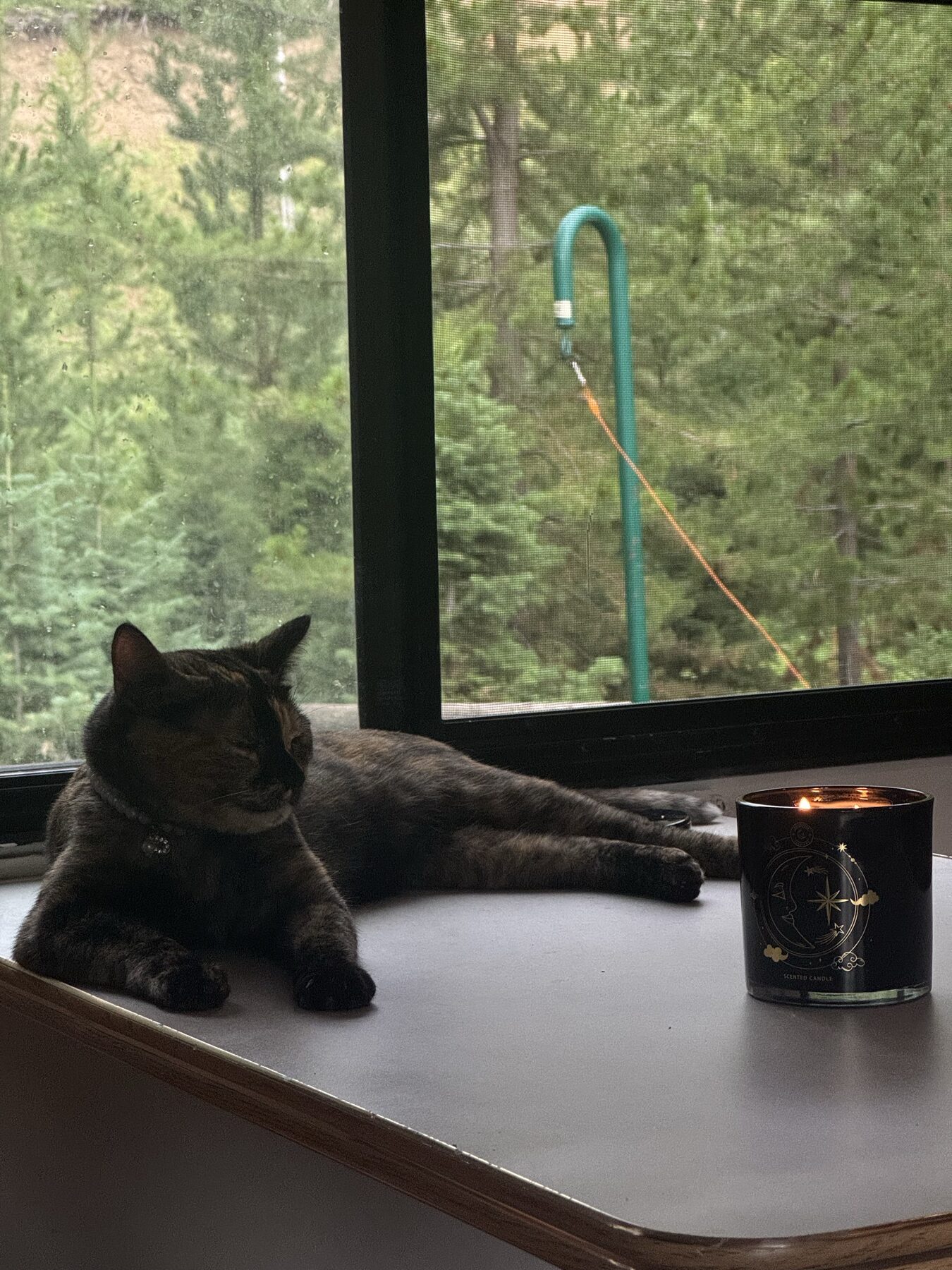 Our cat relaxing inside the RV at a Yellowstone-area campground